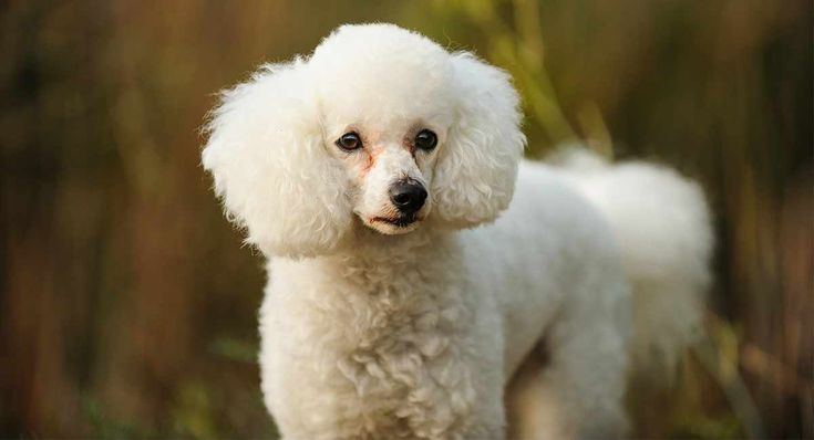 Toy Poodle